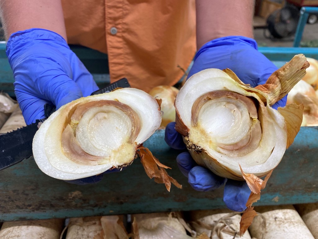 Featured image for “$3.2 M USDA Grant: CAES Leads Research to Improve Organic Onion Production”