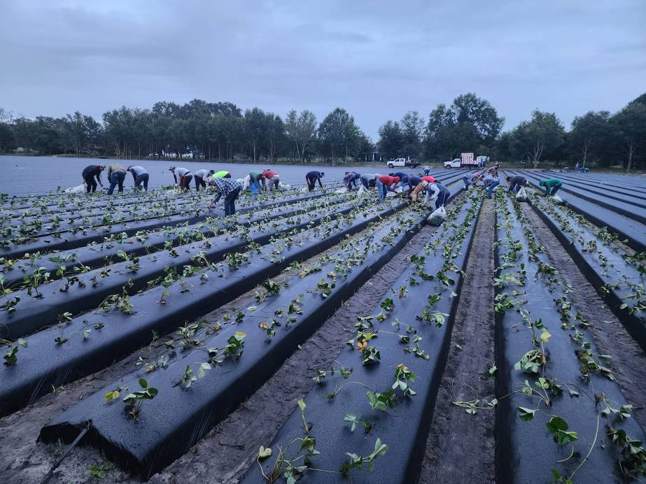 Florida strawberry planting