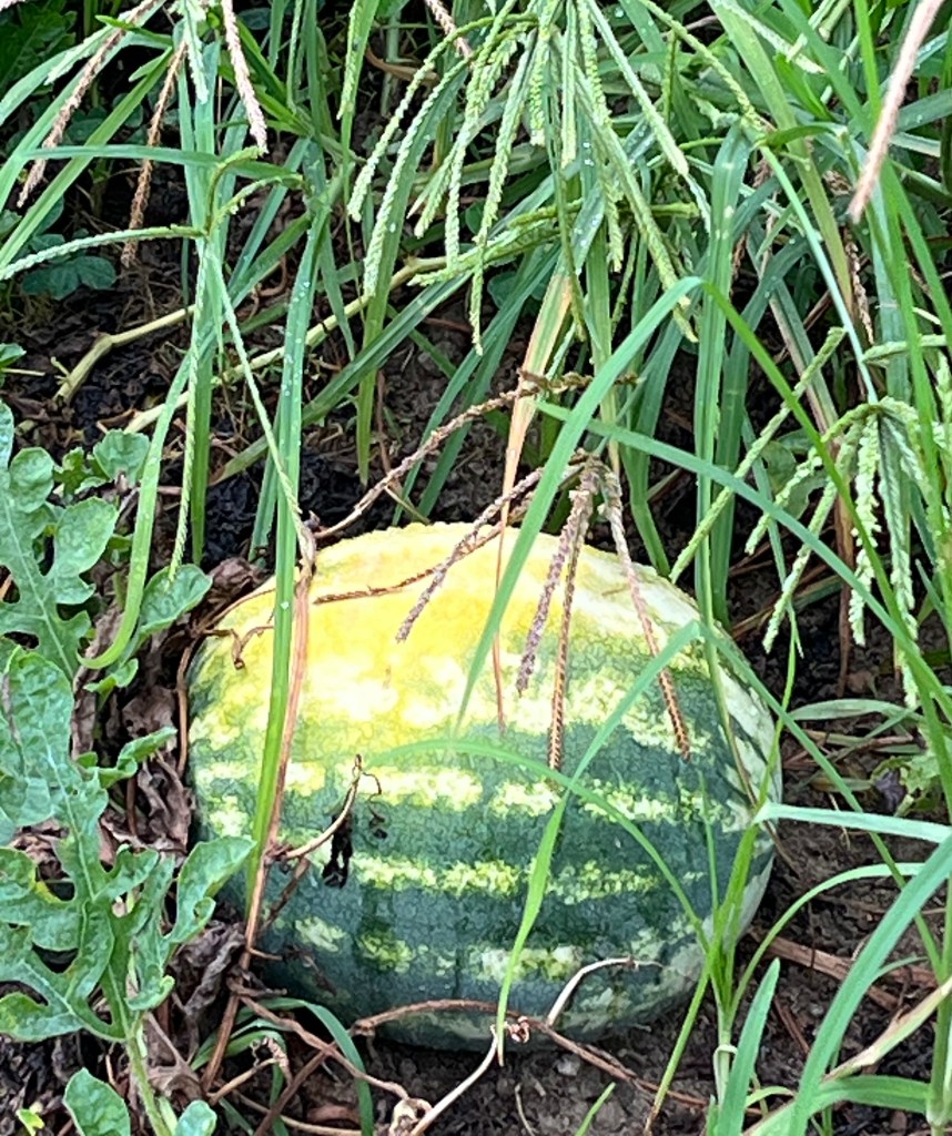 South Georgia watermelons