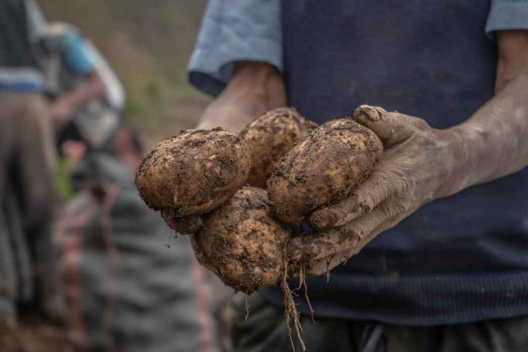person holding potatoes